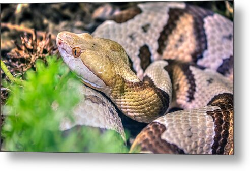Agkistrodon Metal Print featuring the photograph Agkistrodon contortrix by Traveler's Pics