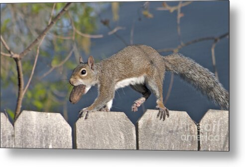 Squirrel Metal Print featuring the photograph Ahhh Nuts by D Wallace