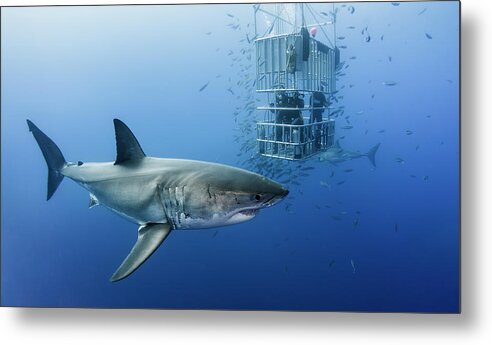 Shark Metal Print featuring the photograph Animals In Cage by Davide Lopresti