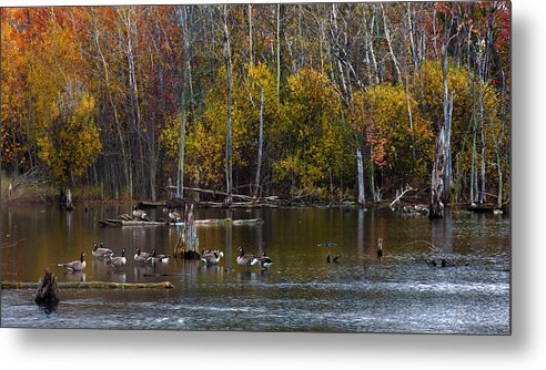 Goose Metal Print featuring the photograph Annual Meet and Greet at the Pond by Robin Webster