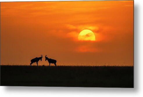 Ibex Metal Print featuring the photograph At The Sunset by Jun Zuo