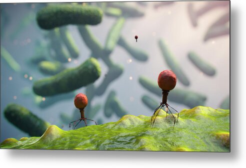 Bacterium Metal Print featuring the photograph Bacteriophages On Bacteria by Thierry Berrod, Mona Lisa Production