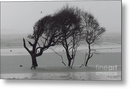 Trees Metal Print featuring the photograph Beach Trees in the Rain by Anita Adams