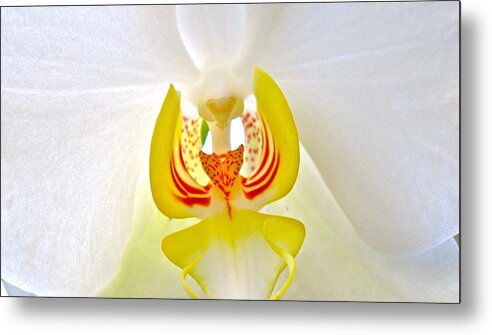 Orchid Metal Print featuring the photograph Beautiful white orchid by Sue Morris