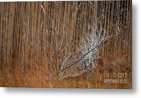 Nature Metal Print featuring the photograph Beauty In The Rough by Marcia Lee Jones