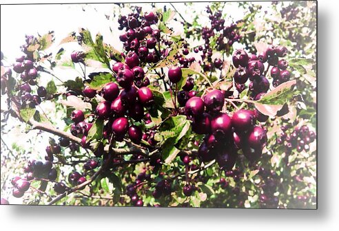 Berry Berries Plants Plant Tree Trees Garden Nature Nature Health Healthy Pretty Earth Leafs Instalove Love Red Wine Metal Print featuring the photograph Berries Wine Edit by Candy Floss Happy