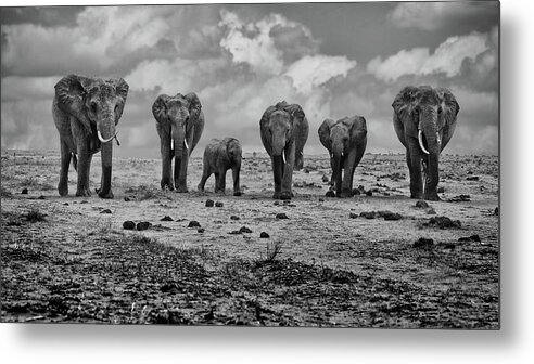 Elephants Metal Print featuring the photograph Big Family by Marcel Rebro