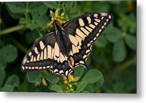 Butterfly Metal Print featuring the photograph Black and yellow butterfly by Jaroslaw Blaminsky