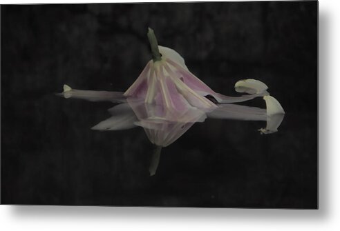  Metal Print featuring the photograph Blossom Rain 47 by Georg Kickinger