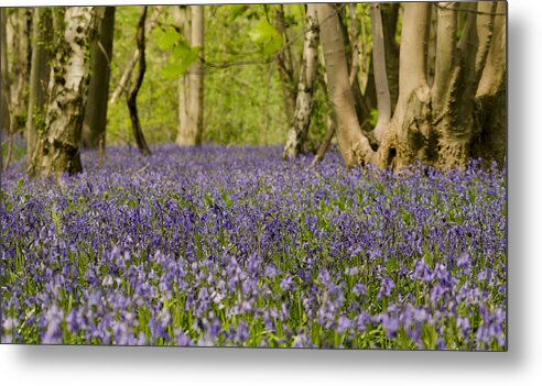 Forest Metal Print featuring the photograph Bluebell Woods by Spikey Mouse Photography