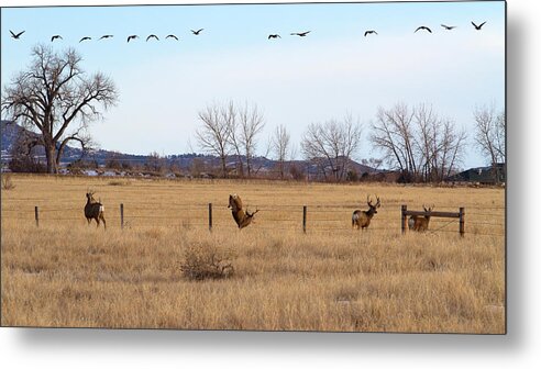 Deer Jumping Phoograph Metal Print featuring the photograph Bucks and Geese by Jim Garrison