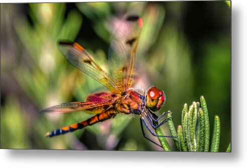 Wildlife Metal Print featuring the photograph Calico Pennant by Rob Sellers