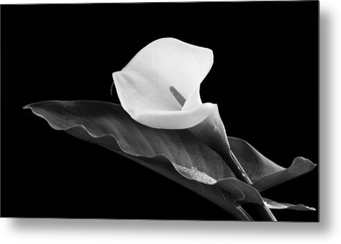 Calla Lili Metal Print featuring the photograph Calla lily flower by Michalakis Ppalis