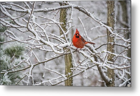 Nature Metal Print featuring the photograph Cardinal in Snow by David Kay