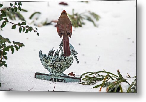 Nature Photography Metal Print featuring the photograph Cardinal on a Winter Day III by Michael Whitaker