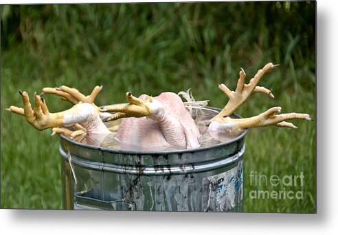 Chickens Metal Print featuring the photograph Chicken Feet by Cheryl Baxter