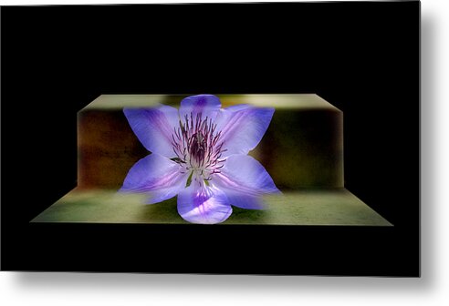 Conceptual Metal Print featuring the photograph Climbing Clematis by Steven Michael