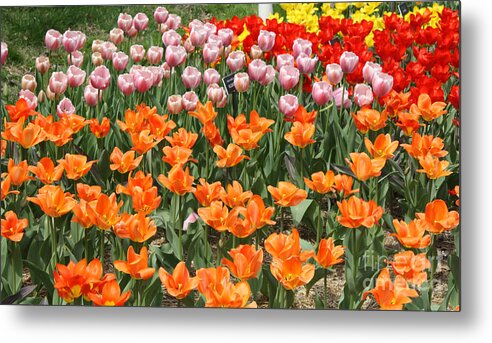 Colorful Flower Bed Metal Print featuring the photograph Colorful Flower Bed by John Telfer