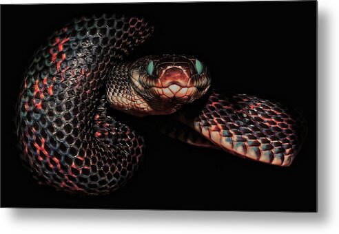 Rat Snakes Metal Print featuring the photograph Come Closer by Stuart Harrison