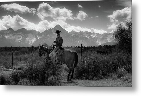 Photography Metal Print featuring the photograph Cowboy On Cattle Drive Gather by Panoramic Images