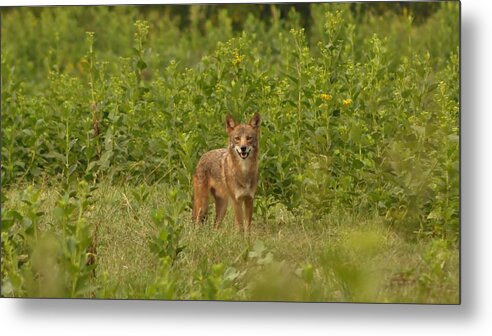 Wild Metal Print featuring the photograph Coyote Happy by Eric Liller