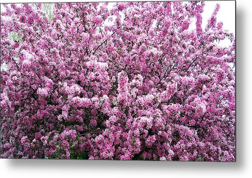Crab Apple Tree Metal Print featuring the photograph Crab Apple Tree by Aimee L Maher ALM GALLERY