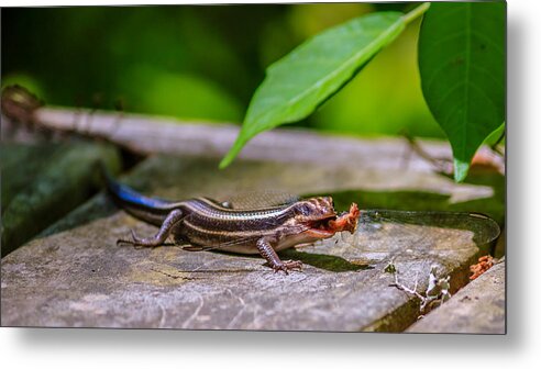 Animal Metal Print featuring the photograph Cryptoblepharus egeriae by Traveler's Pics