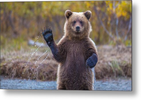 Bear Metal Print featuring the photograph Cub Scouts Honor by Kevin Dietrich