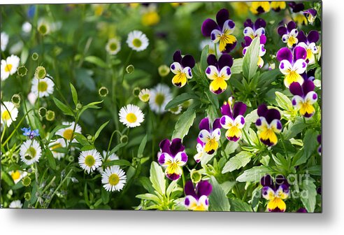 Flower Metal Print featuring the photograph Daisy and Pansy Mix by Matt Malloy
