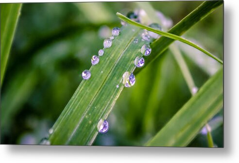 Rain Metal Print featuring the photograph Drops On Grass by Traveler's Pics