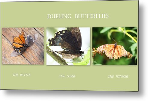  Butterflies Metal Print featuring the photograph Dueling Butterflies Collage by Margie Avellino