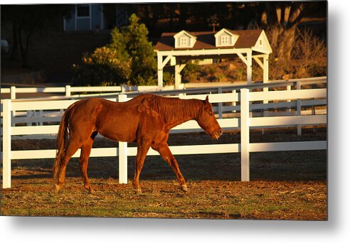 Horse Metal Print featuring the photograph Easy Days by Tom Kelly