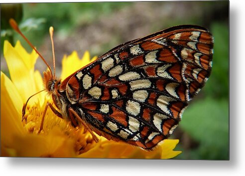 Butterfly Metal Print featuring the photograph Edith Checkerspot by Julia Hassett