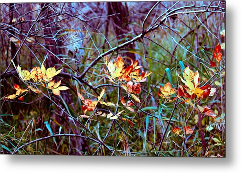 Fall Foliage Metal Print featuring the photograph Eye Candy by Sylvia Thornton