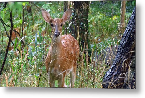 Fawn Metal Print featuring the photograph Fawn hiding in the woods by Carolyn Hall