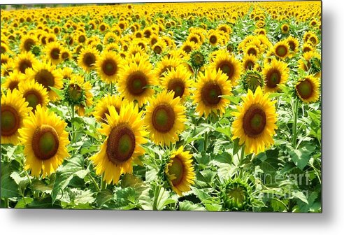 Sunflower Metal Print featuring the photograph Field of Glory by Robert ONeil