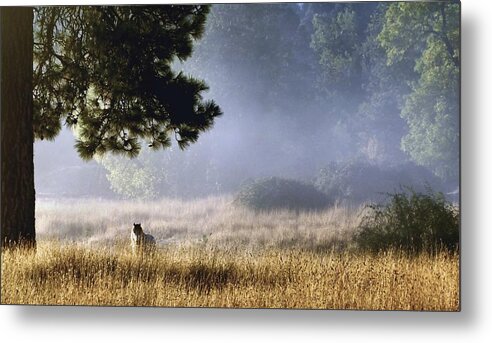 Equine Metal Print featuring the photograph Foggy Grotto by Julia Hassett