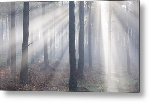 Tranquility Metal Print featuring the photograph Forest light beams by Photos by R A Kearton