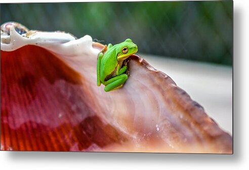 Green Metal Print featuring the photograph Frog In A Cockle by Rob Sellers