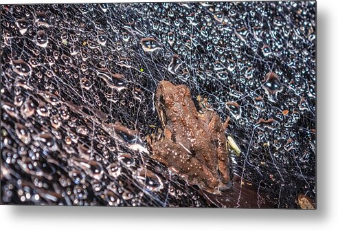 Amphibia Metal Print featuring the photograph Frog On A Web by Rob Sellers