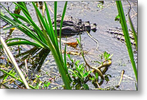 Gator Metal Print featuring the photograph Gator Baby by D Wallace