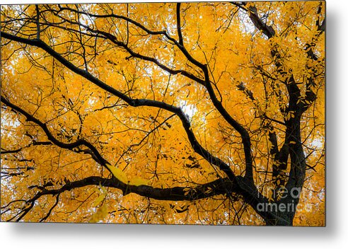 Golden Metal Print featuring the photograph Golden Tree by Michael Arend