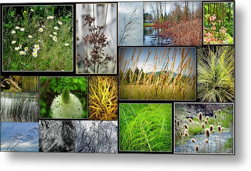 Grass Collage Variety Metal Print featuring the photograph Grass Collage Variety by Tikvah's Hope