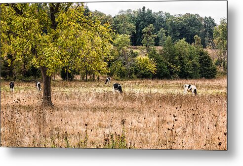 Autumn Metal Print featuring the photograph Grazing by Tami Stieger