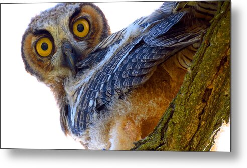 Owl Metal Print featuring the photograph Great Horned Owl by Catherine Natalia Roche