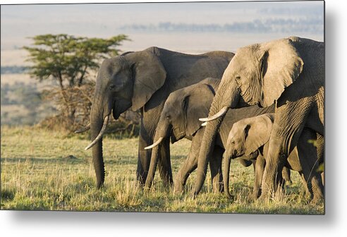 Scenics Metal Print featuring the photograph Group of African elephants in the wild by Andrew Linscott