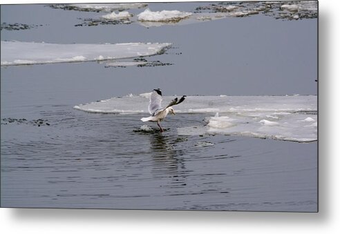 Gull Metal Print featuring the photograph Gull Standing On Thin Ice by Holden The Moment