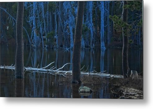 Lake Metal Print featuring the photograph Haunted Forest by Donna Blackhall