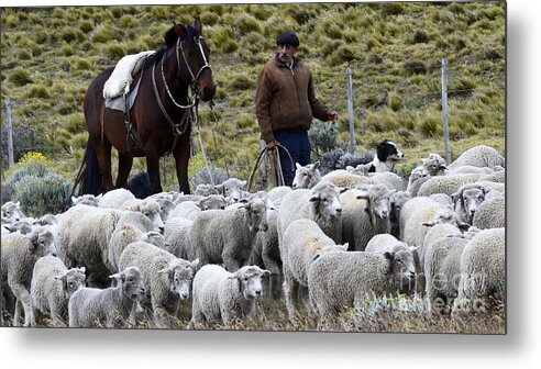  Sheep Metal Print featuring the photograph Herding Sheep Patagonia 3 by Bob Christopher