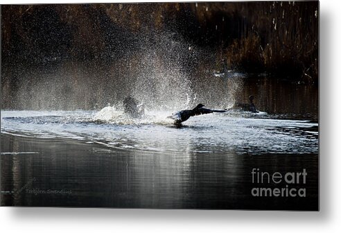 Hit The Road Goose...! Metal Print featuring the photograph Hit the Road Goose by Torbjorn Swenelius